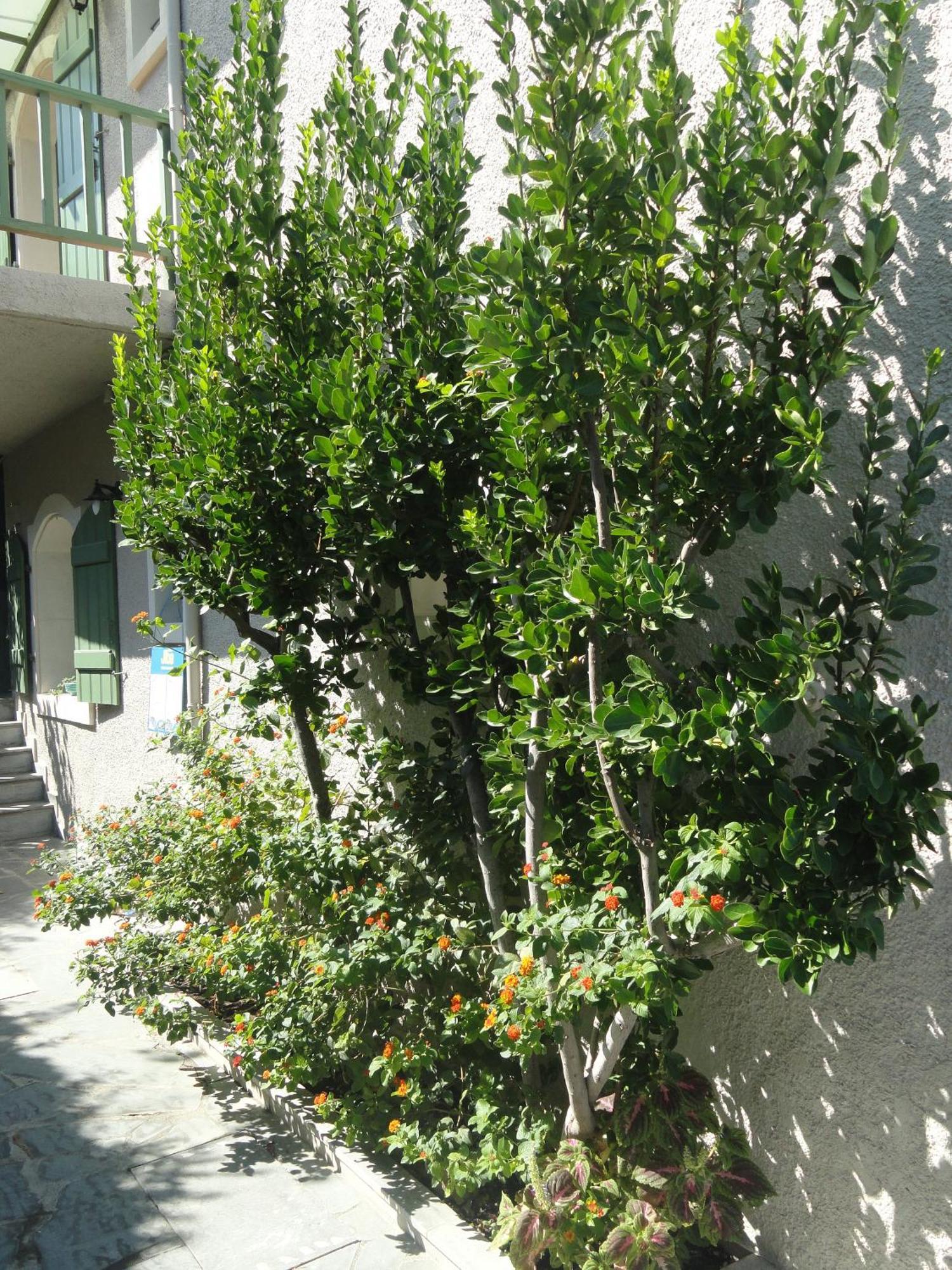 סיטייה Bellevue Apartments מראה חיצוני תמונה